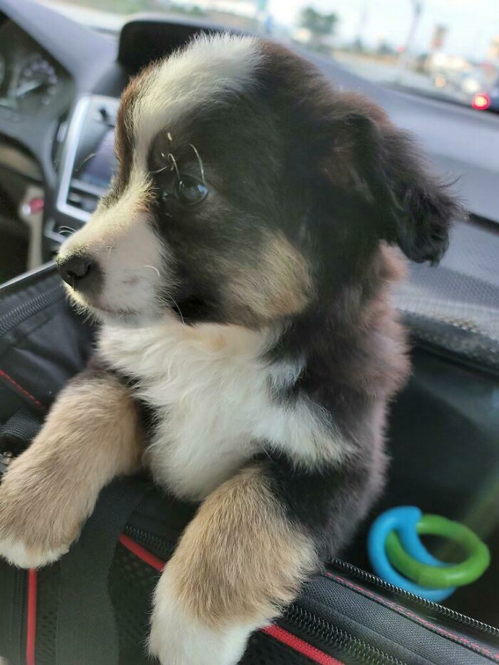 Mis padres adoptaron a esta cachorrita. Les presento a Lucy 