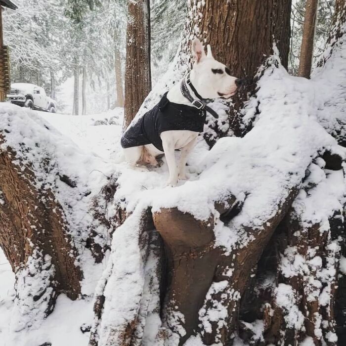 Hank's Happiest Day Since Being Adopted From Texas.