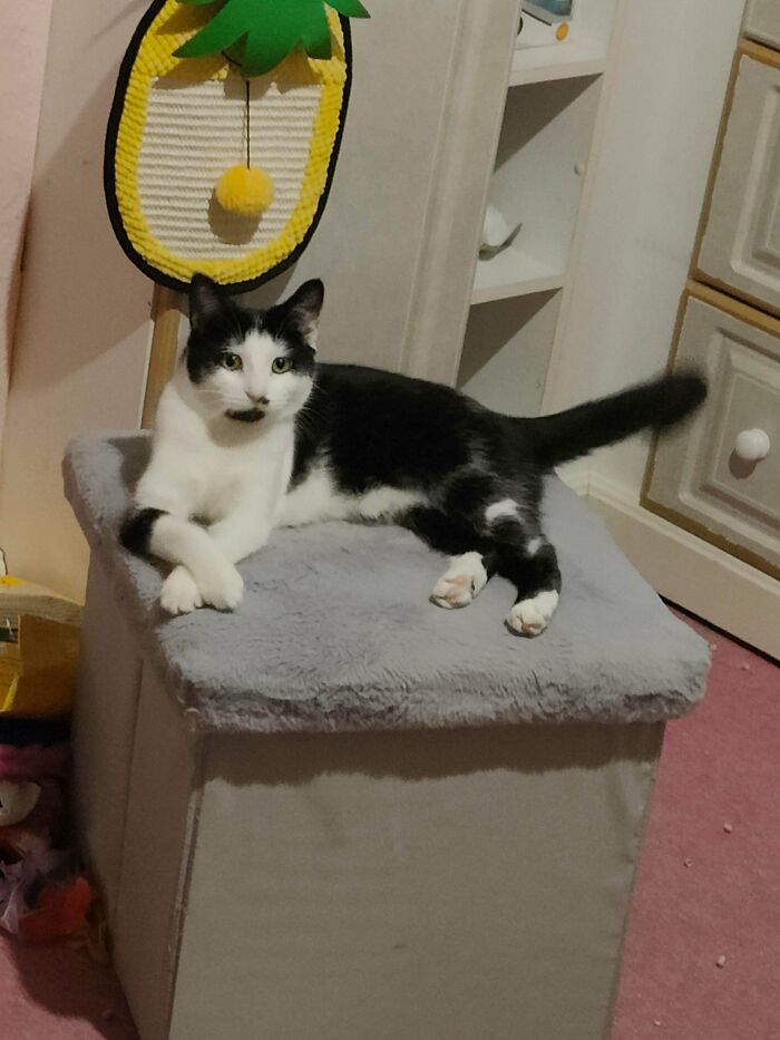 This Is The First Time I've Adopted One Of My Foster Cat's, Everyone Meet Kookie