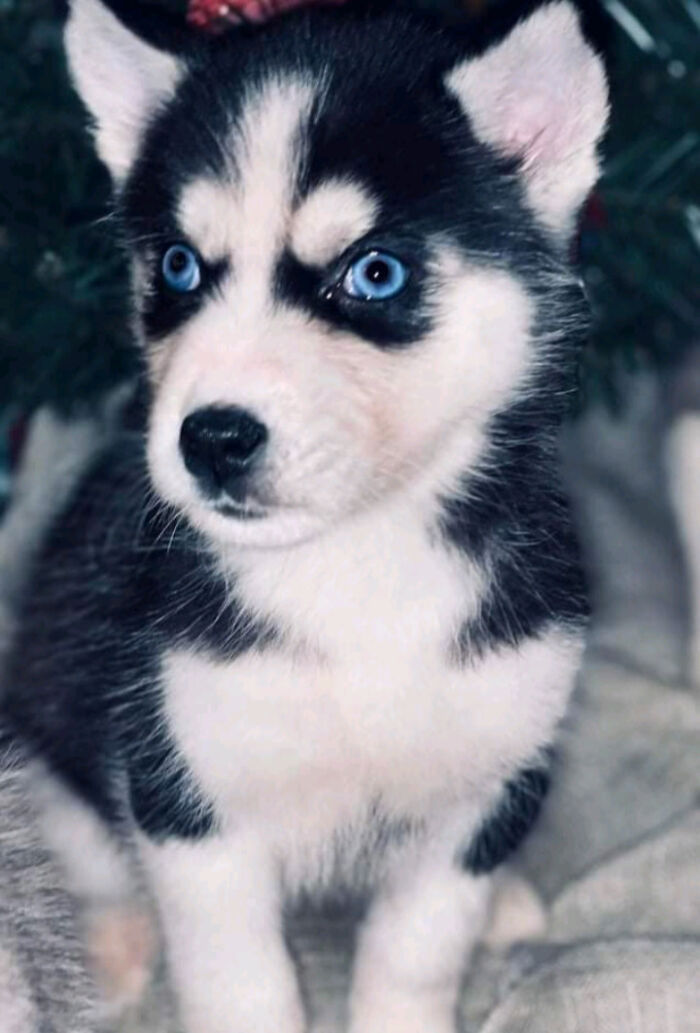 Adopted A New Puppy Recently! She's 2 Months Old And Adorable! Any Name Suggestions?