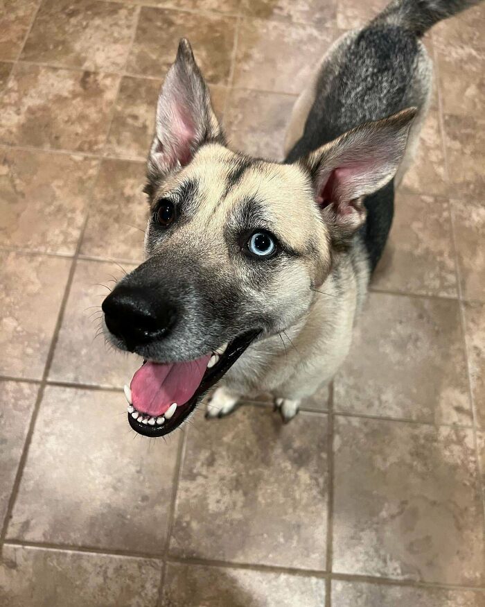 ¡Mis padres acaban de adoptar a esta hermosa chica y estoy muy emocionado por pasar Navidad con ella! 