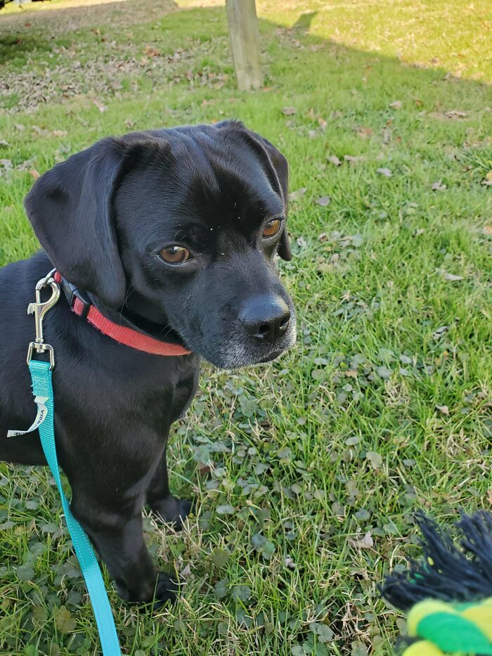 I Just Adopted This 6 Year Old Pug Mix, He's Soooo Sweet And Gentle.