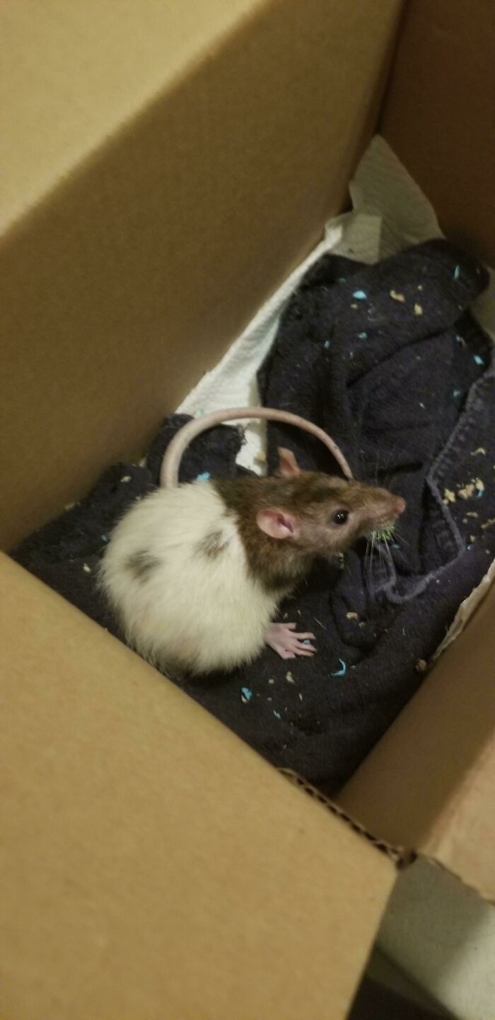 This Is Twitch, I Found Him In The Cold Then Adopted Him After The Humane Society Cleared Him.