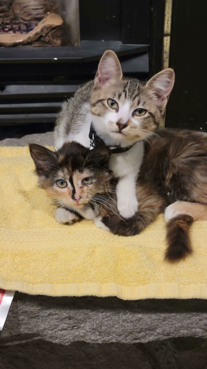 Otra foto de Luna y Marte, las gatitas que adoptamos este fin de semana