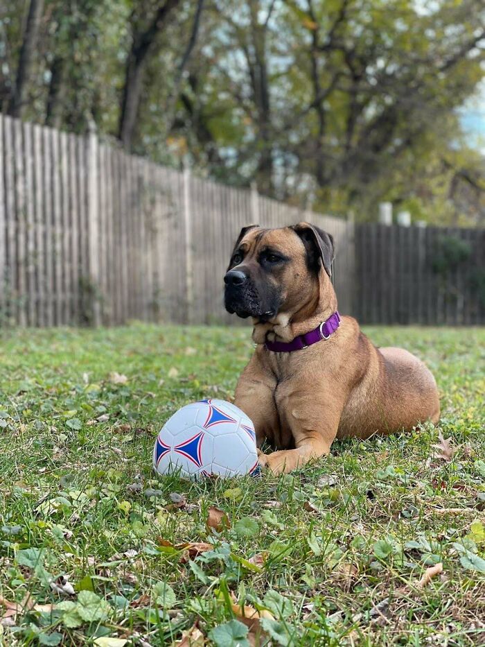 Meet Pepper... A 2 Year Old Boxer/Mastiff Mix We Just Adopted.