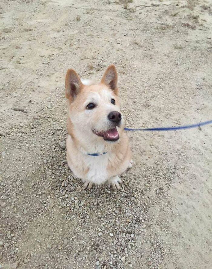 Meet Our Newly Adopted Friend Pongo