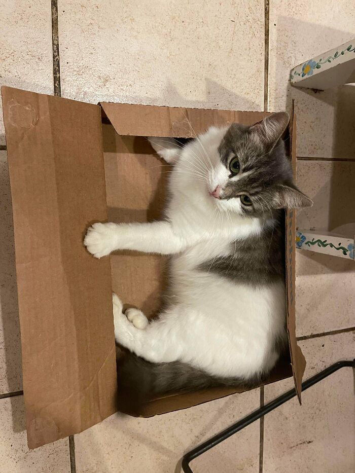 Need Help Picking A Name For A Stray That Just Adopted Us