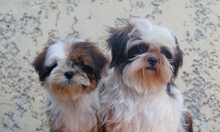 Recently Adopted These Cuties. They Wanna Say Hi!