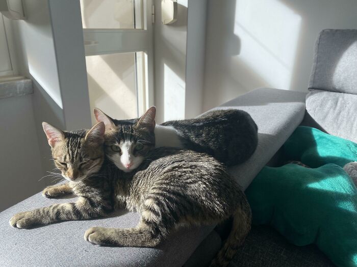 We Got New Cat, Floki (Grey And White) Adopt Her Immediately