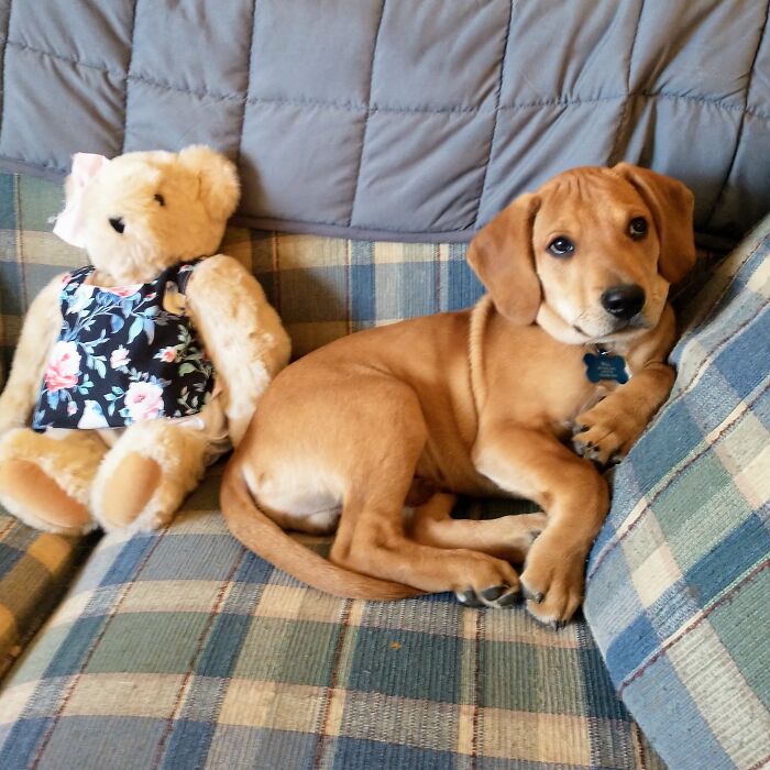 We Adopted This Adorable 3mo Puppy Last Weekend. His Name Is Chester.