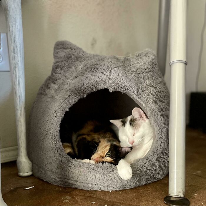 The Adopted Baby Has Been Found Acceptable... For Now