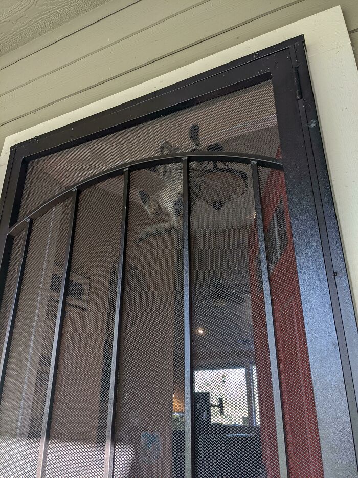 Adopté a un gato trepador