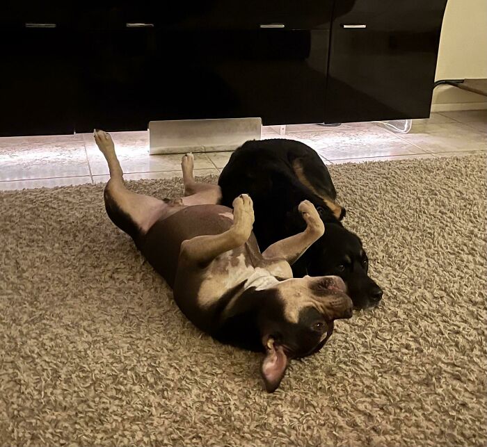 Adopted Brothers Cuddling Up