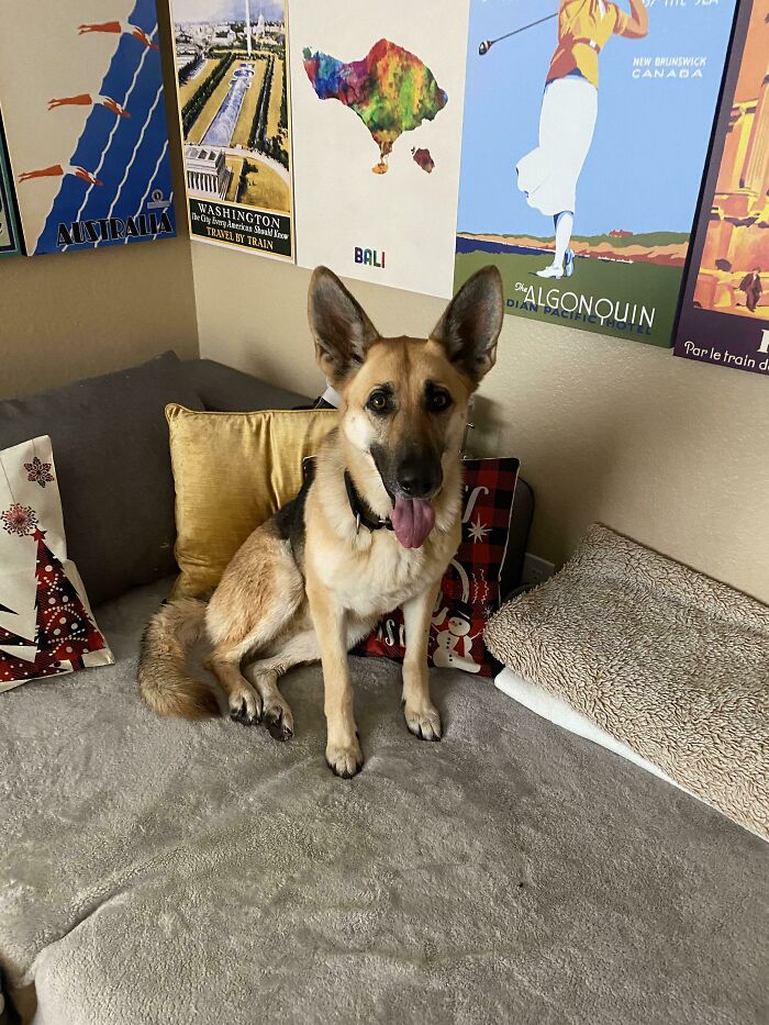 Meet Bella, A 4 Year Old German Shepard We Rescued Today