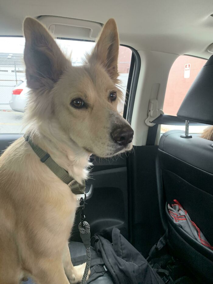 My New Rescue, Maple 