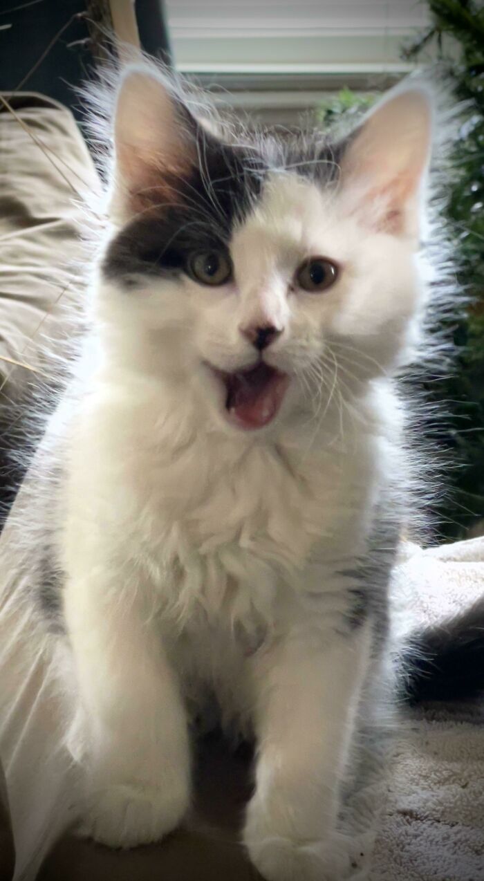 He rescatado a esta pequeña bola de pelos de un mal hogar. ¡Conozcan a Jack! 