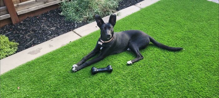 Our Rescue Pup Harley