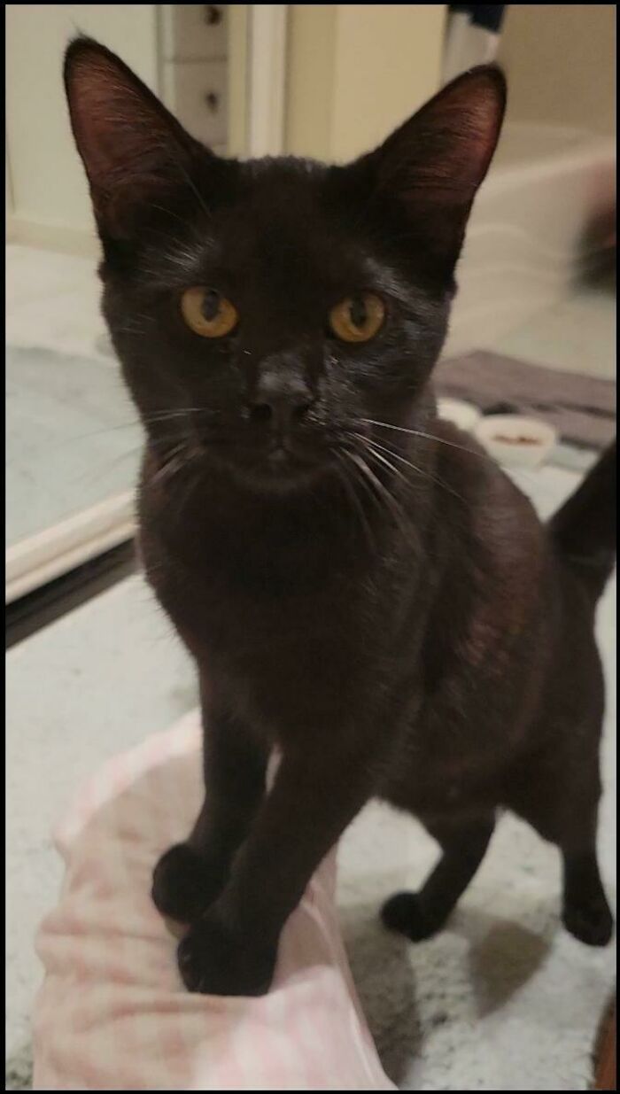 Este es el gato que mi hermana acaba de adoptar: Bernie Danders 