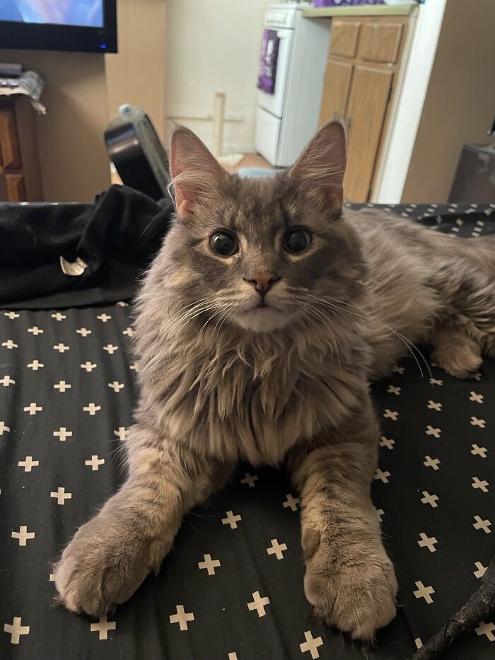 No tengo idea de cómo pudo estar en un refugio durante sus 7 meses de vida… La adopté apenas la vi