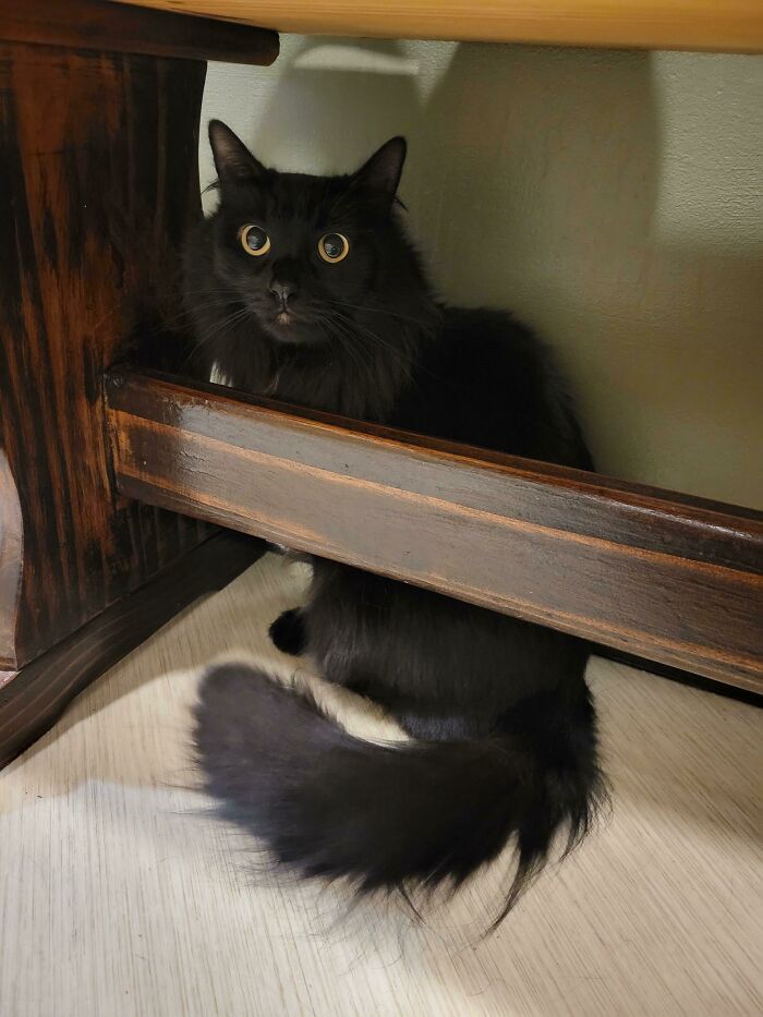 Just Adopted This Floofy Queen! Her Shelter Name Was Electric, Any Suggestions For Her Forever Home Name?