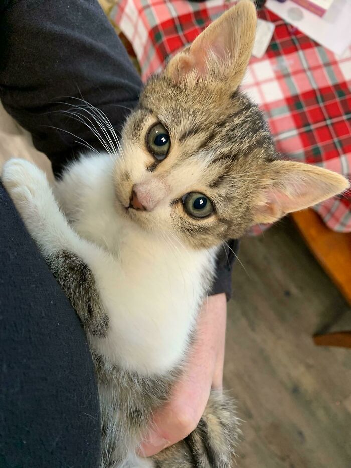 This Little Kitten Was Freezing And Crying Under Our Deck. What Should We Name Him On The Adoption Papers?