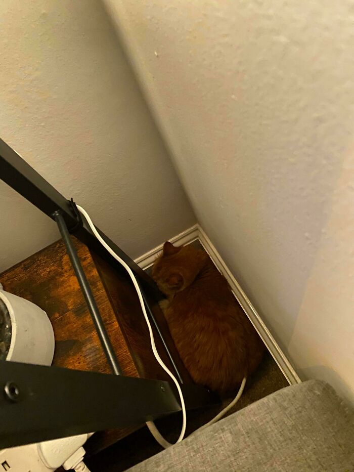 We Adopted This Lil Kitty Yesterday And She Hasn’t Moved From This Spot 