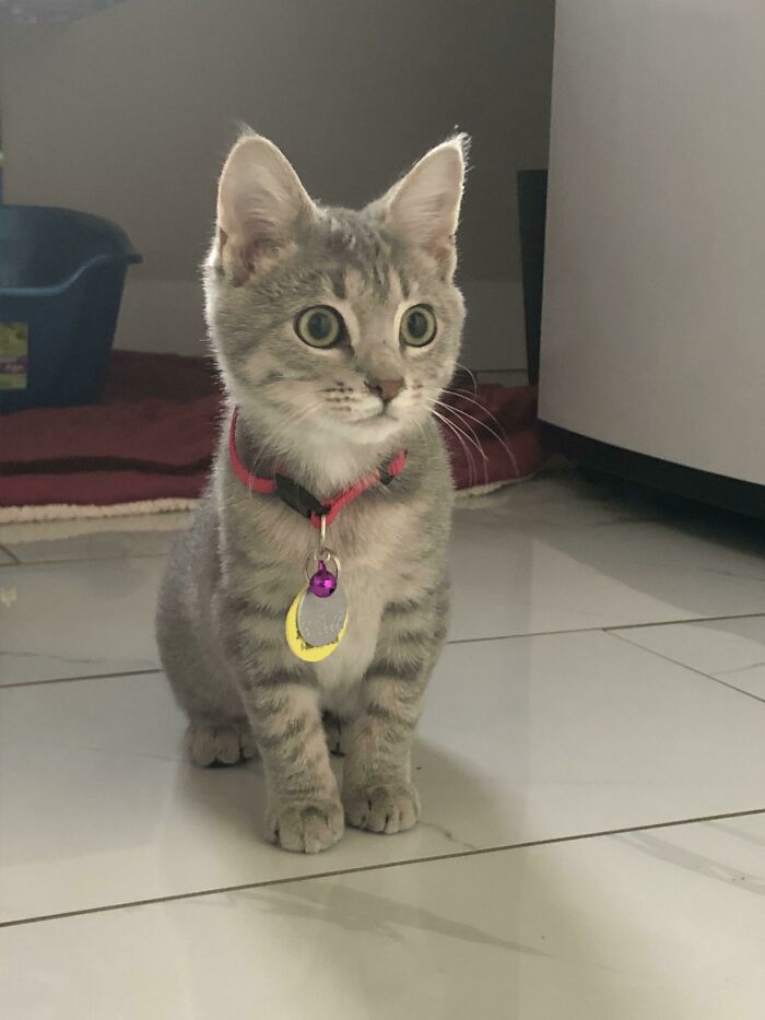 Our New Baby, Hazelnut! 12 Week Old Girl We Adopted From The Shelter Last Night.