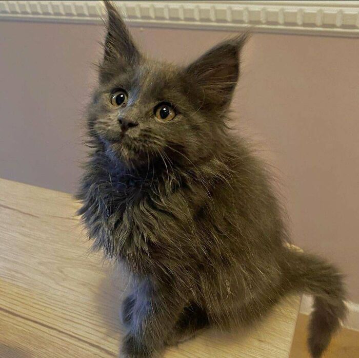 Meet Super Hans The Maine Coon... Adopted Him From My Brother, His Wife And Kids Had Allergies. Seems Like A Win For Me!