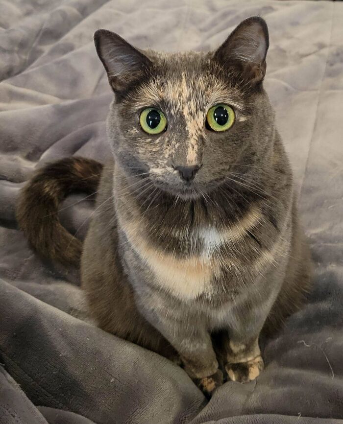 My Beautiful Girl Josie. She Is The Sweetest Cat In The World. I Adopted Her 3 Years Ago With Her Brother And It Is One Of The Best Decisions I Have Ever Made.