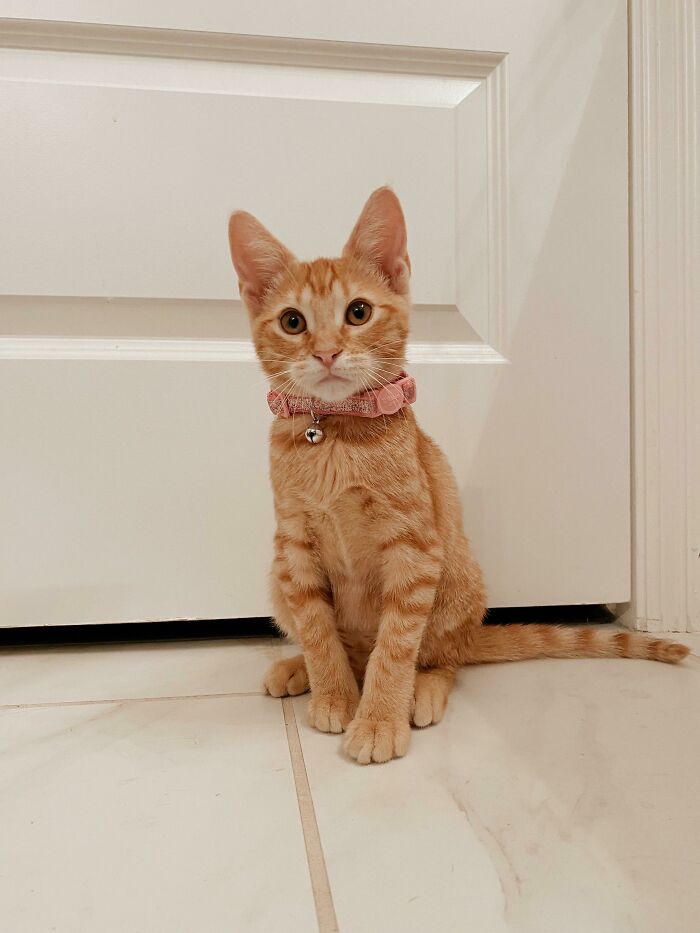 Reddit Meet Penny. Just Adopted Her Today.