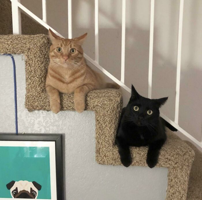 Remembering That Time We Went To The Shelter To Adopt A Kitten, And They Had A Bogo (Okay Not Really, One Adoption Fee Waived) On Kitties, So We Adopted Brothers.