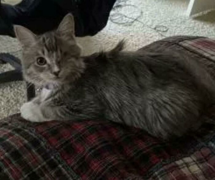 My Friends Recently Adopted This Very Cute One-Eyed Male Kitty And Are Struggling To Come Up With A Name, Do Any Of You Have Any Suggestions?