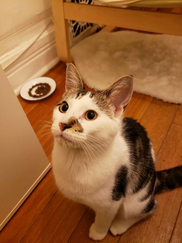 Say Hello To Our New Family Member Clover. Just Adopted Today.