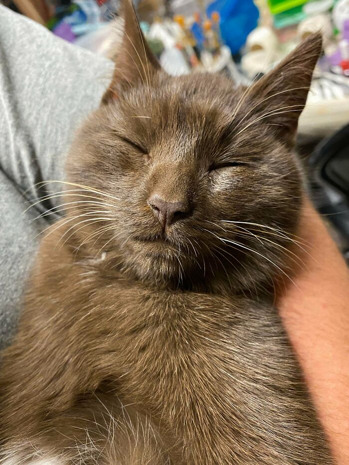 (Cat Pics Included, Story In Comments!) I’m A “Dog Person” Who Just Got Adopted By A Cat Because She Felt So Familiar, So Comfortable, Like We’re Soulmates Who Were Separated. Love Nala For Coming Into My Life At The Absolute Perfect Time, When I Needed Her Most.