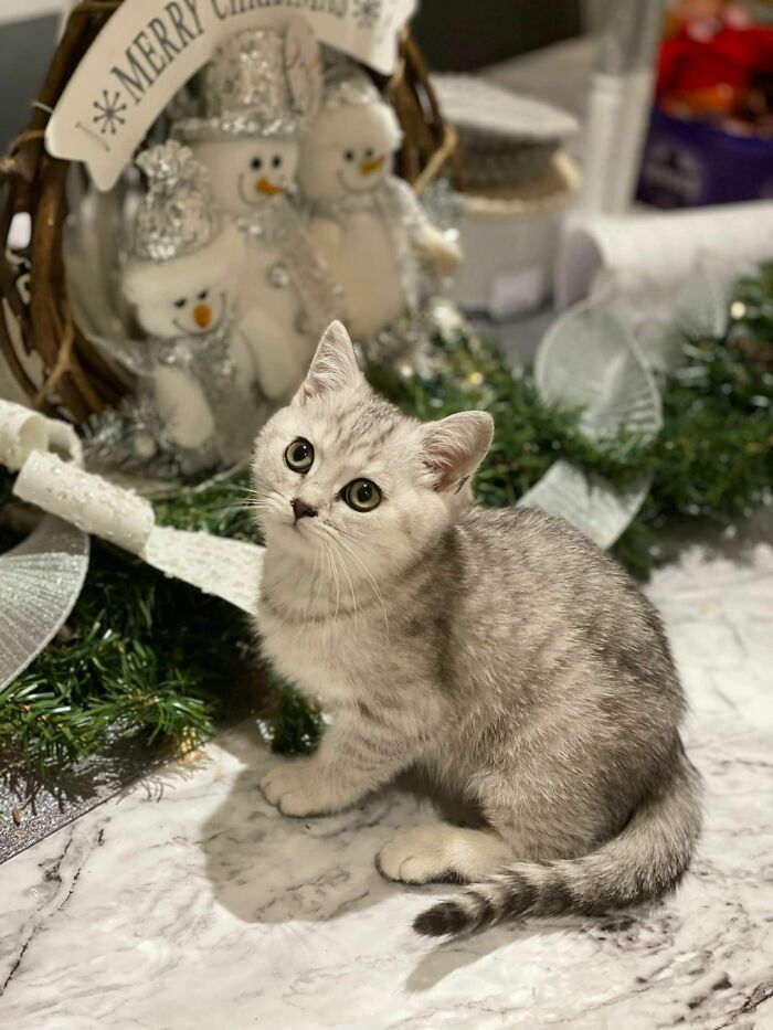 We're Adopting This Little Guy On Tuesday! Got Any Name Suggestions? We're Currently Between Taco And Jam