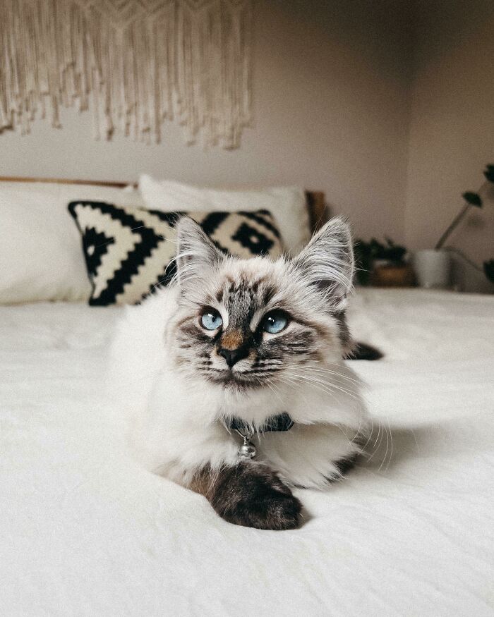 Adoptamos a este dulce chico. ¿Qué nombre creen que deberíamos ponerle?