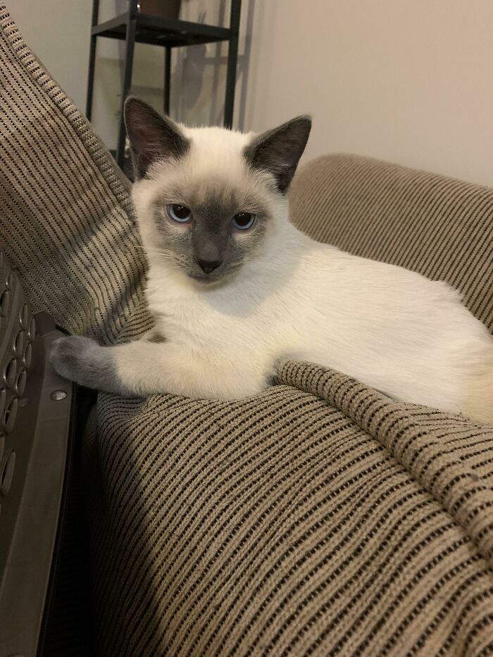 I Adopted This Four Month Old Rescue :)