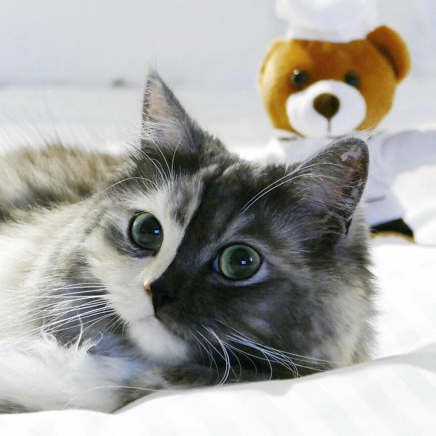 Meet Geri, The "Two-Faced" Cat That Has Chimerism