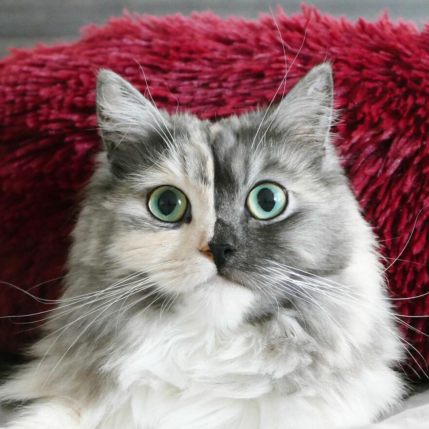 Meet Geri, The "Two-Faced" Cat That Has Chimerism