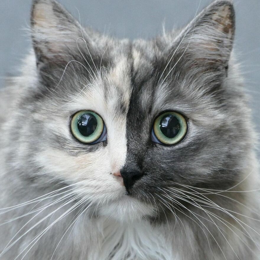 Meet Geri, The "Two-Faced" Cat That Has Chimerism