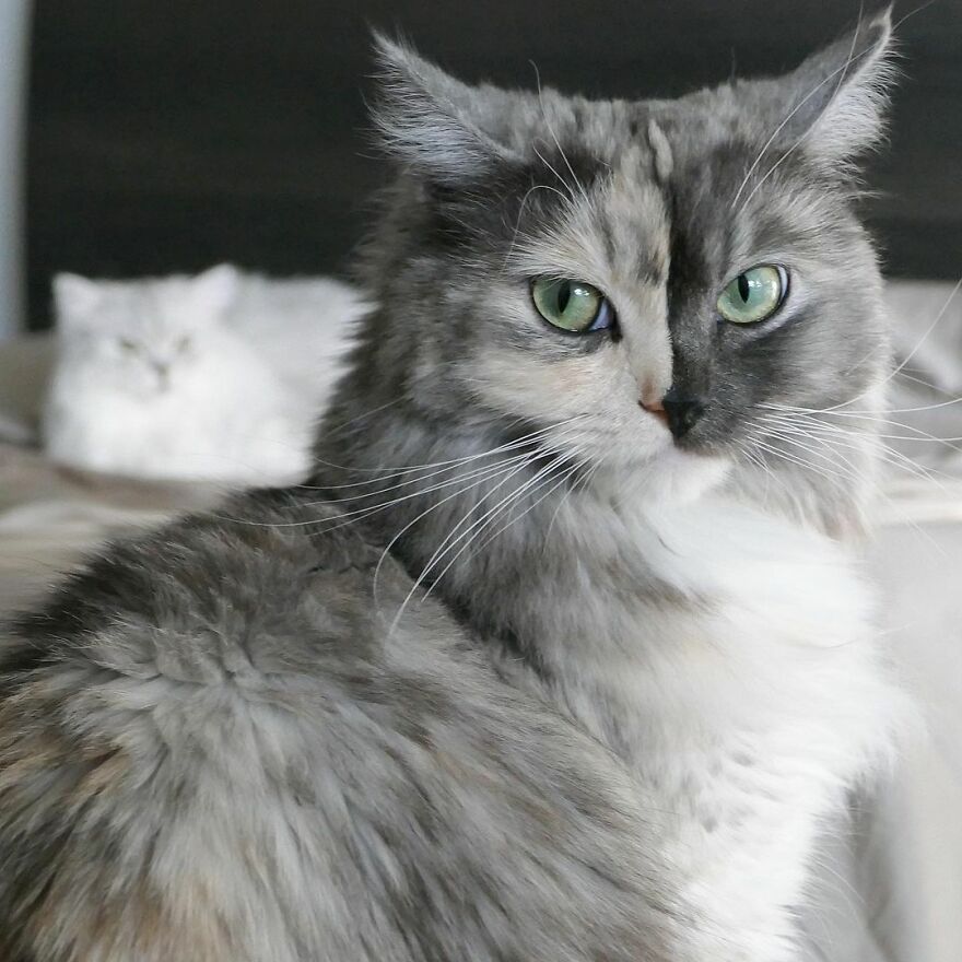 Meet Geri, The "Two-Faced" Cat That Has Chimerism