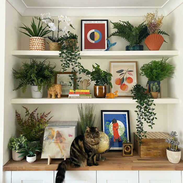 My Newly Installed Alcove Shelving (Feat. My Cat)