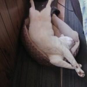 jesshydish888 avatar