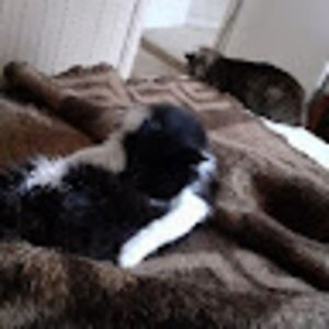 nilcenicebizancio avatar