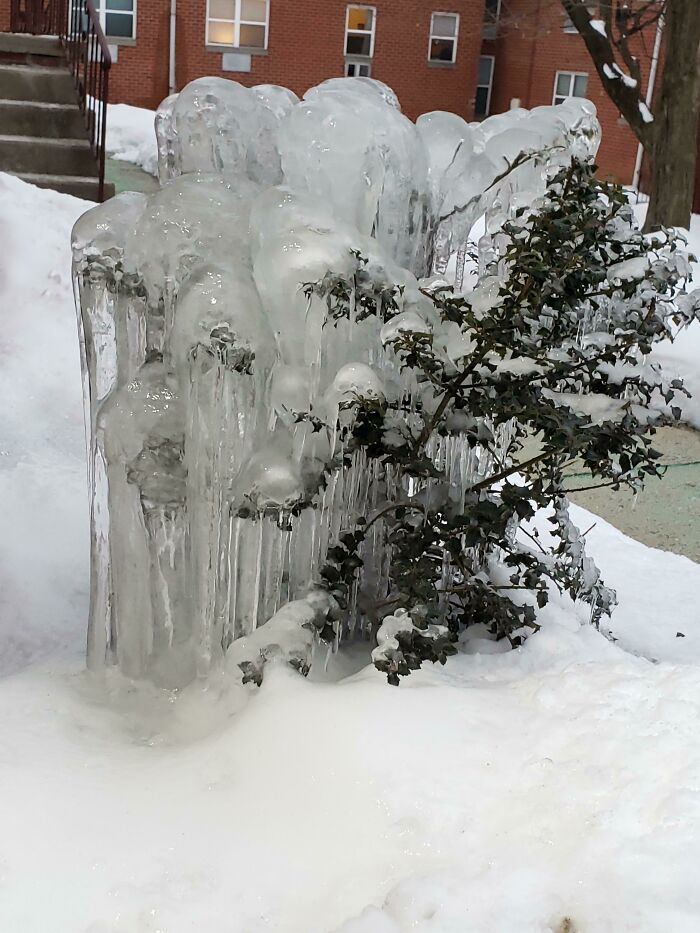The Water From The Roof Freezing On This Bush