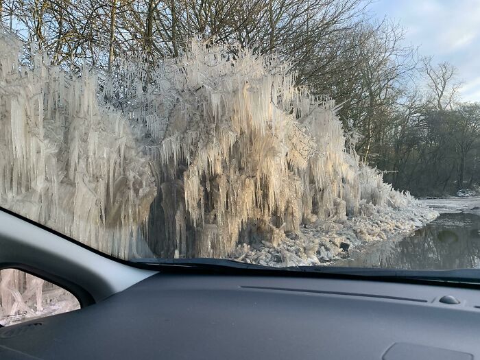 This Tree On My Way To Work Freezes Every Time Someone Splashes It As They Drive Through The Puddle