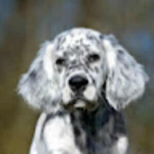 englishsetter011 avatar