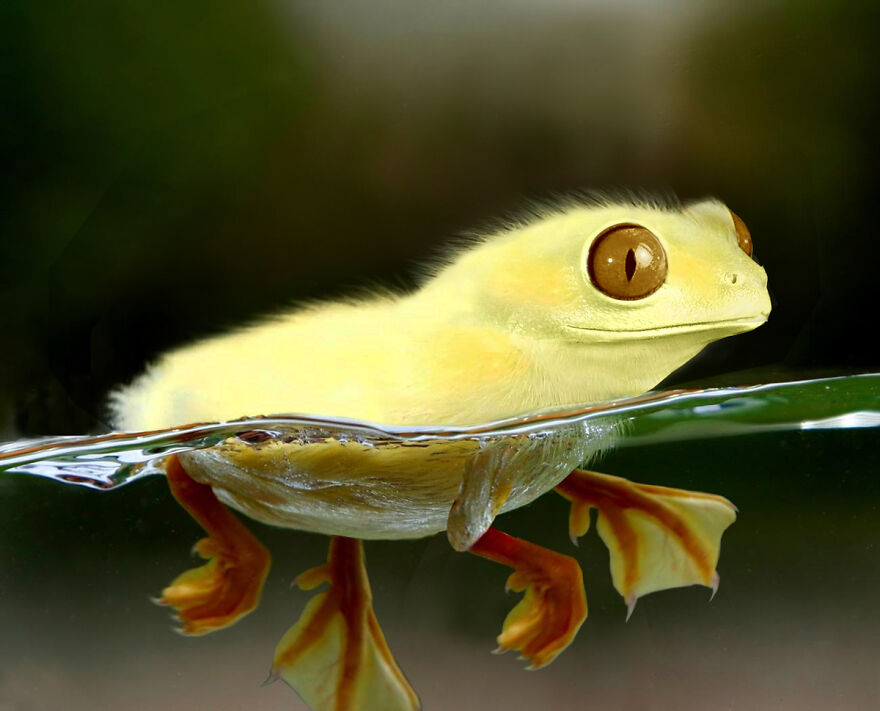 Digital Artists Are Challenged To Photoshop Frogs And Here Are The 30 Best Images