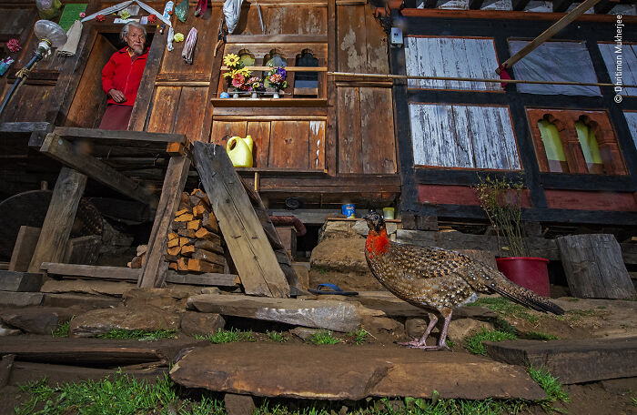 Bird standing near a rustic wooden house with an elderly person watching, captured in wildlife photographer of the year contest.