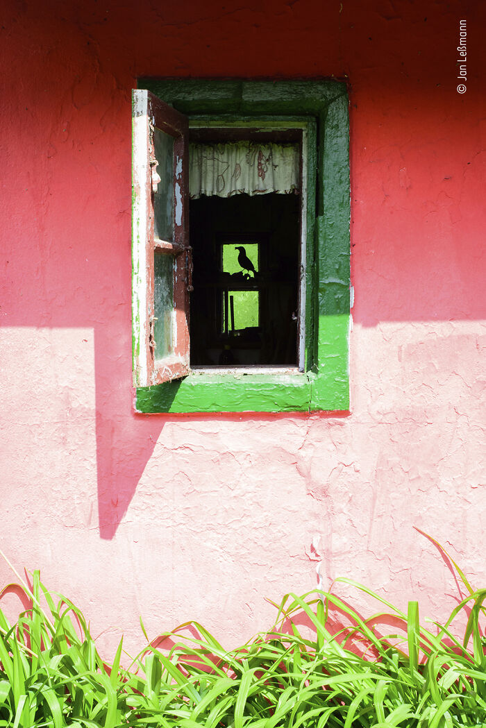Colorful window with green frame on pink wall showing silhouette of bird inside, wildlife photographer contest image.